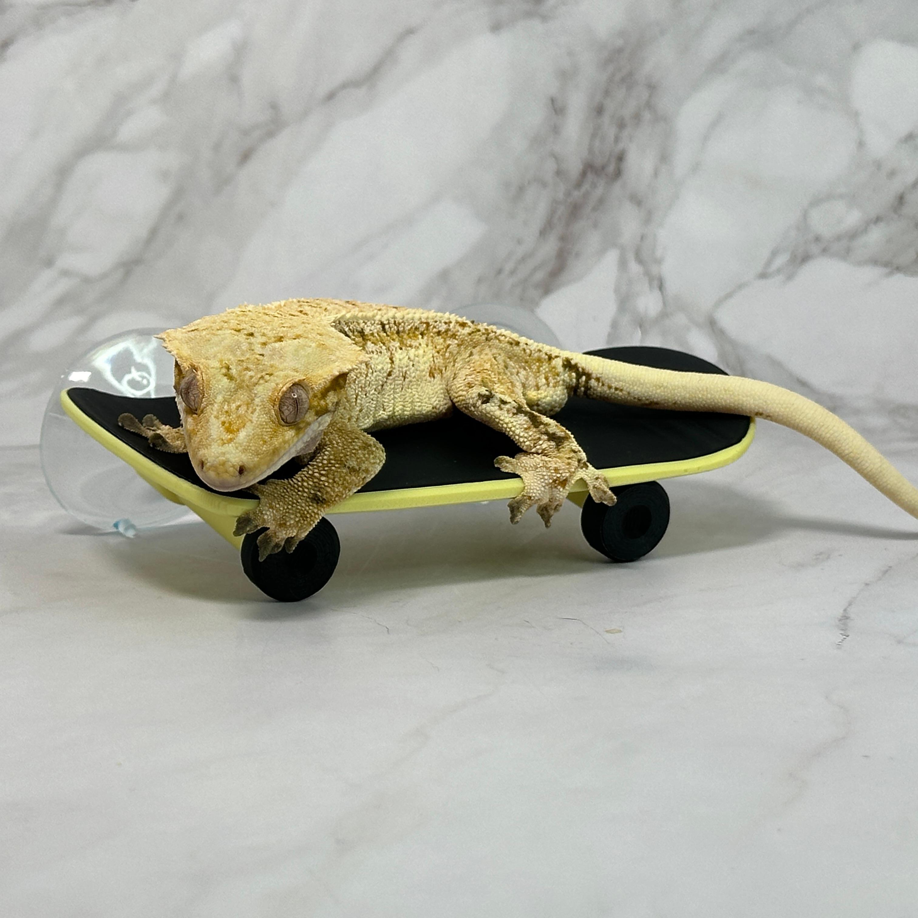 クレステッドゲッコー スケートボード バックアップ 爬虫類 クレ隠れ家 トカゲ 吸盤付き