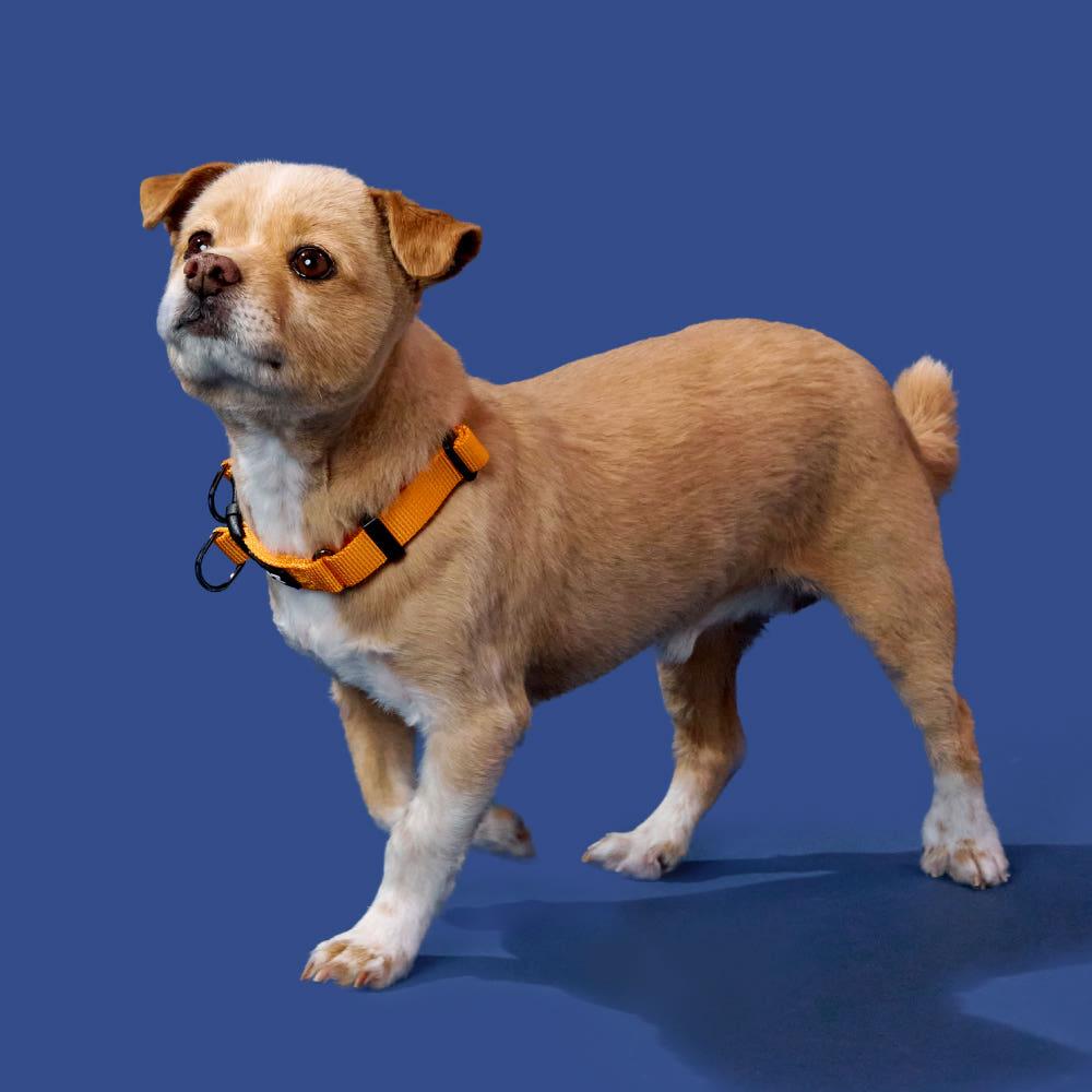 [カン・ヒョンウクX퍼피즈] 퍼피즈 アドベンチャーリード、犬用ハーネスリード 散歩用リード