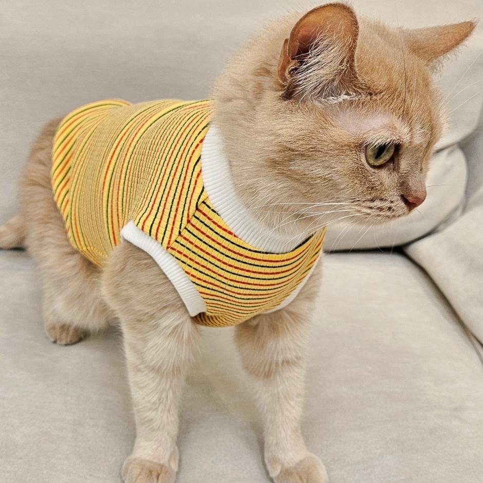 아리캣 猫服 Tシャツ ノースリーブ ベーシック クロップド 伸縮性抜群 リブ ストライプ イエロー