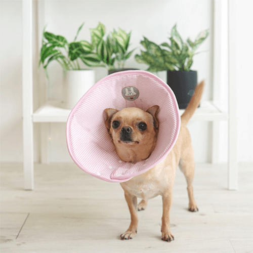 PARIS DOG ソーダ エリザベスカラー 犬用ネックカラ―