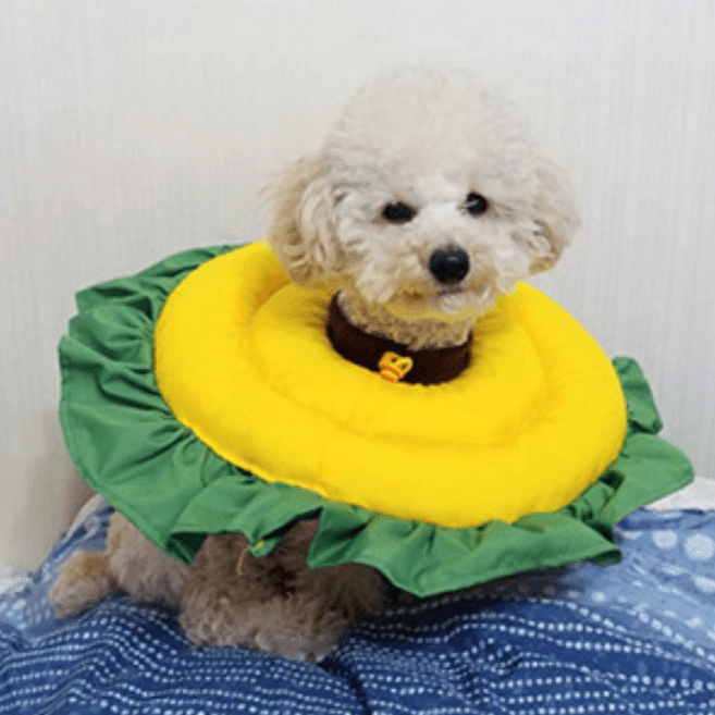 ChocoPetHouse ひまわり柄ネックカラー（エリザベスカラー）