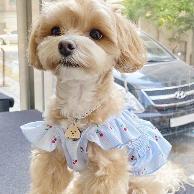 犬クロップドTシャツさくらんぼシフォンマルチーズ服