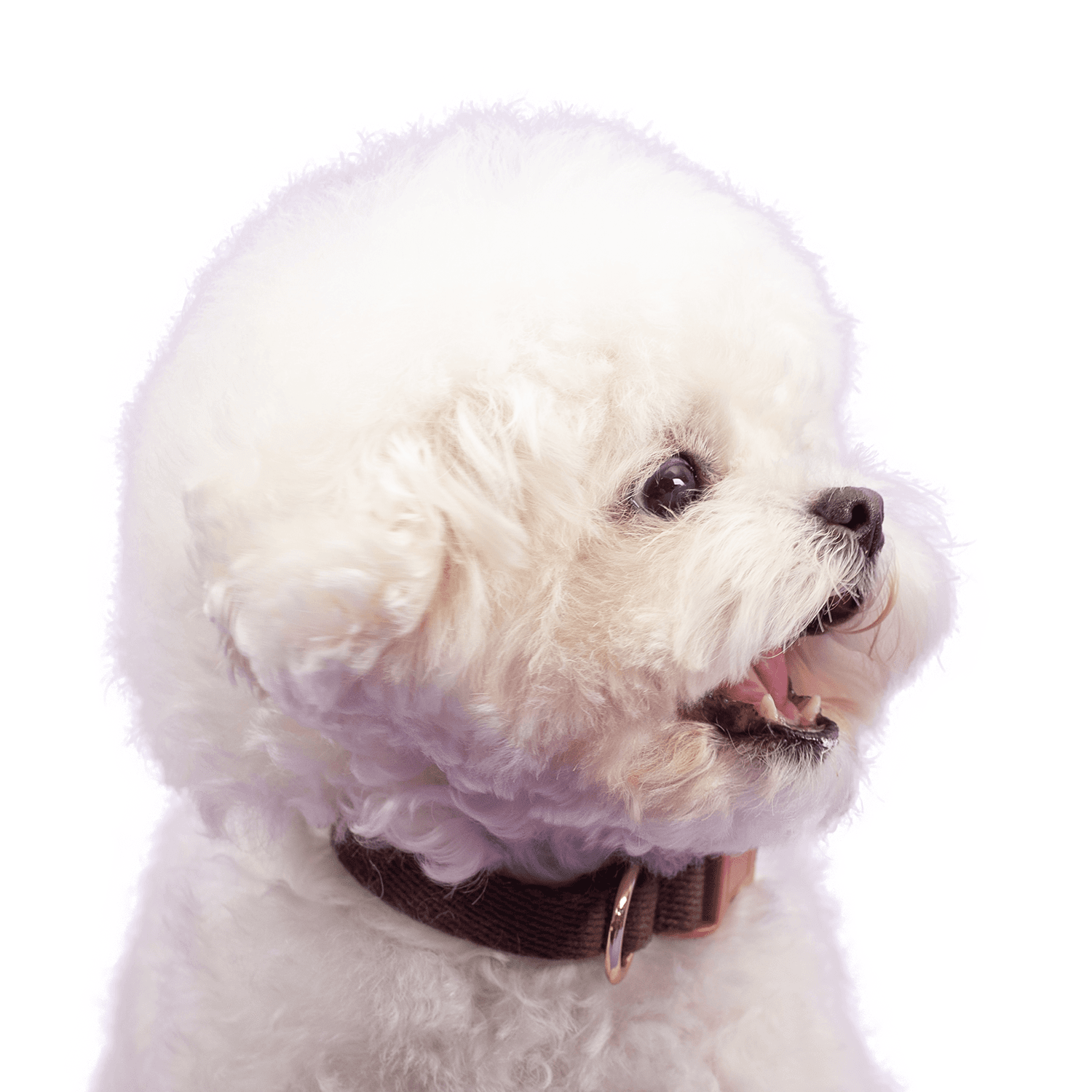 BODURANG ふわふわコットン 犬用リード S