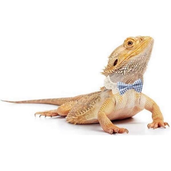 トカゲ服 ヒゲ用 青 白 チェック柄 ボタイと伸縮性レース装飾