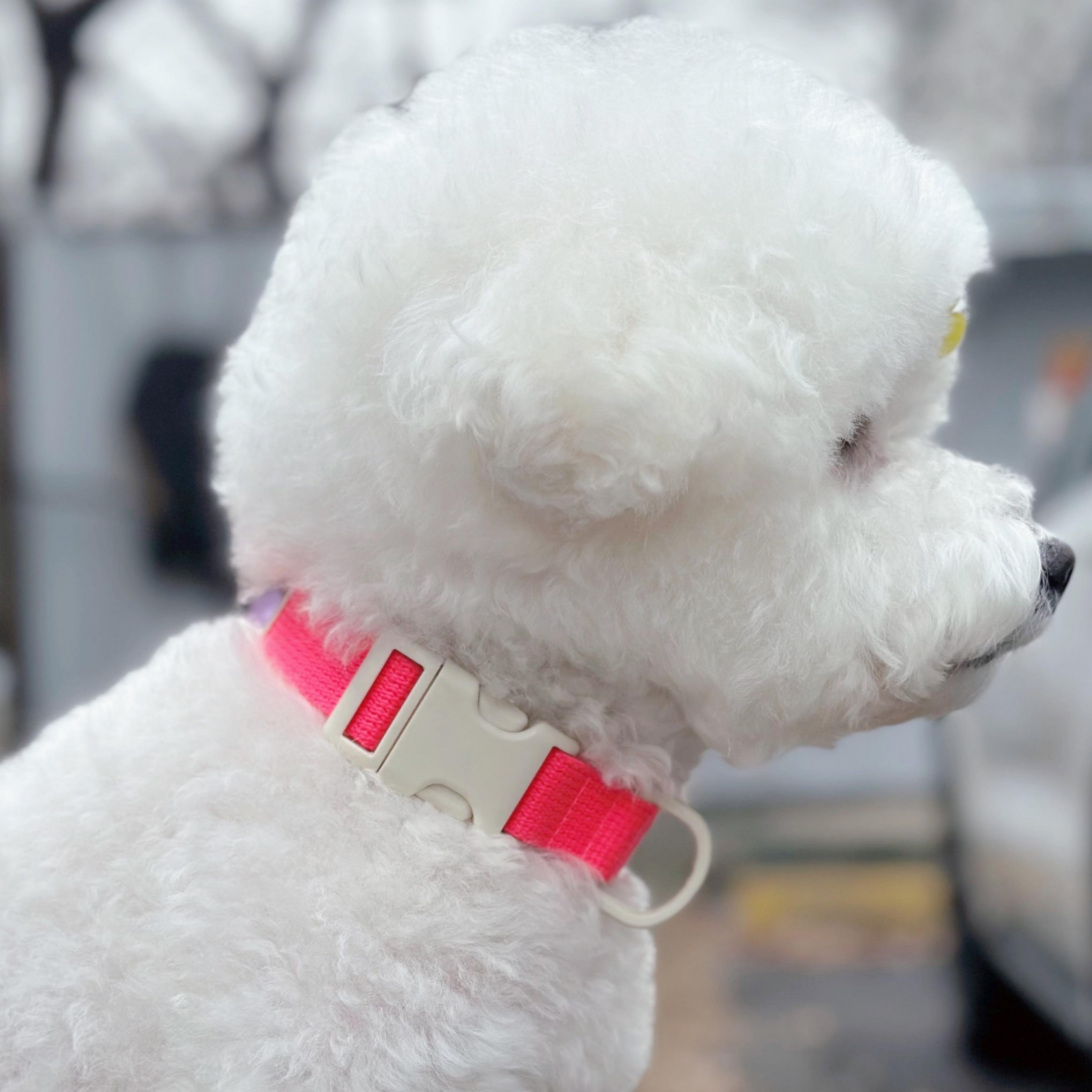 Call My Name ネオンカラー 犬用リード 小型犬 中型犬 ネオンピンク