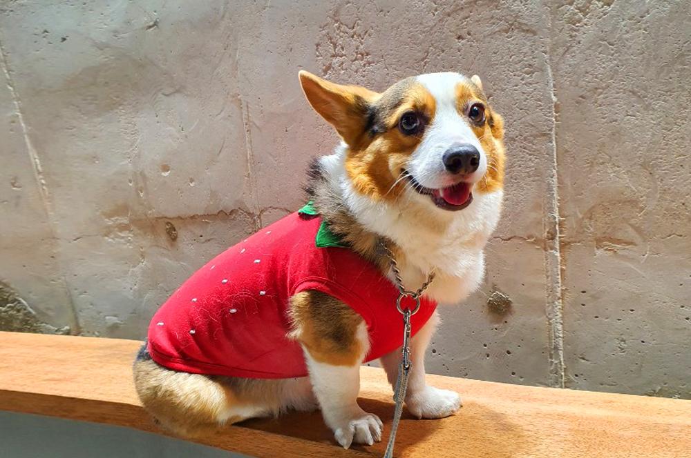 犬用 いちご パイナップル みかん Tシャツ S-2XL 3XL 柴犬 冬服 裏起毛 애견 タンクトップ