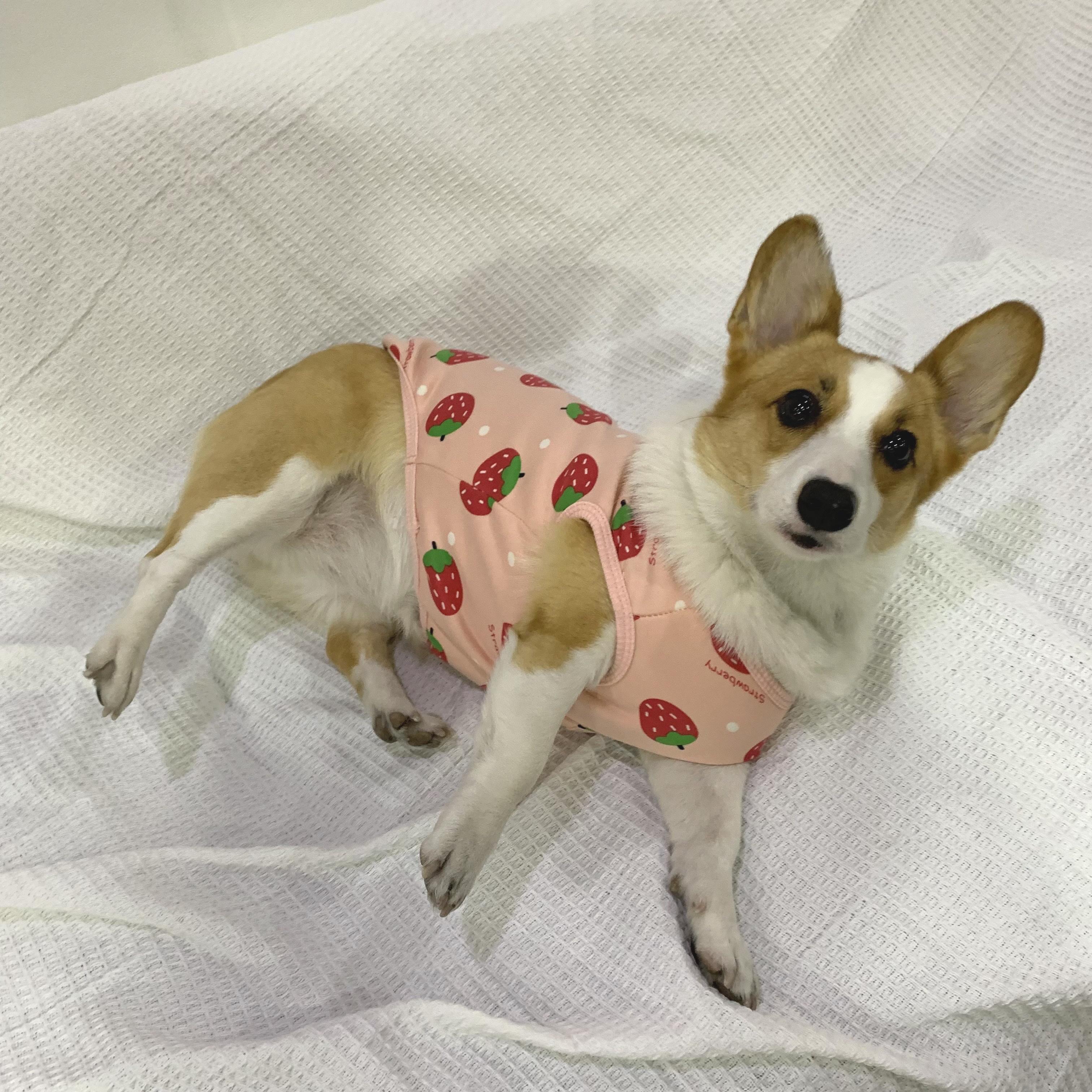 HoneySuni 中型犬 大型犬 裏起毛Tシャツ いちご S 腹巻き 冬服 柴犬