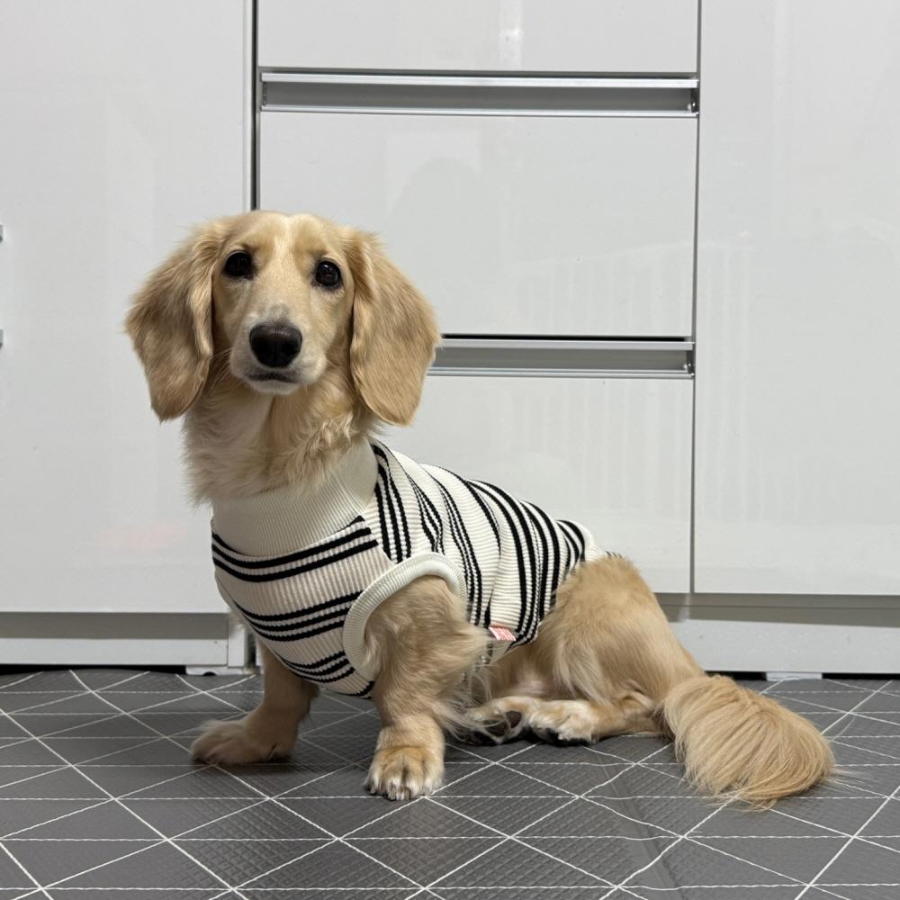 도기스타 닥스훈트옷 스트라이프 티셔츠