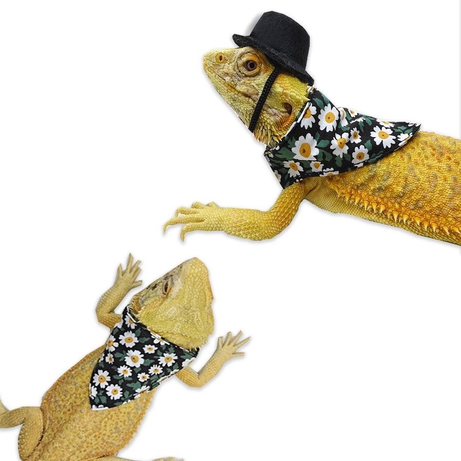 도마뱀옷 카멜레온 크레스티드게코옷 의상 비어디드래곤용 산책  검정 해바라기  싱글 턱받이