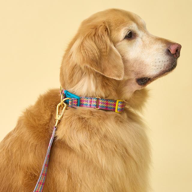 アイキャンダー ジェントルカラー Lサイズ 大型犬首輪 犬用首輪 散歩用首輪